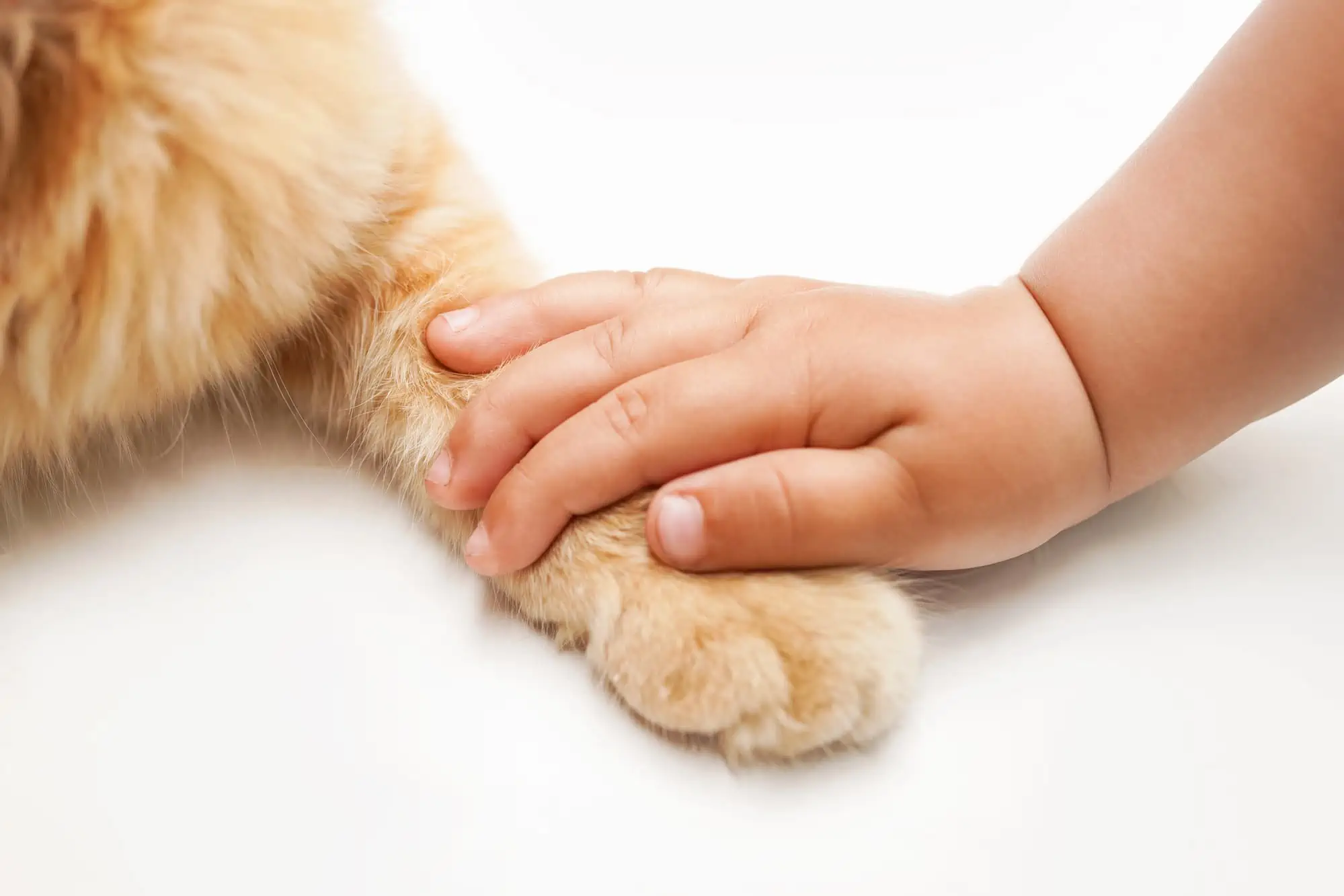 After Pet Euthanasia Paw