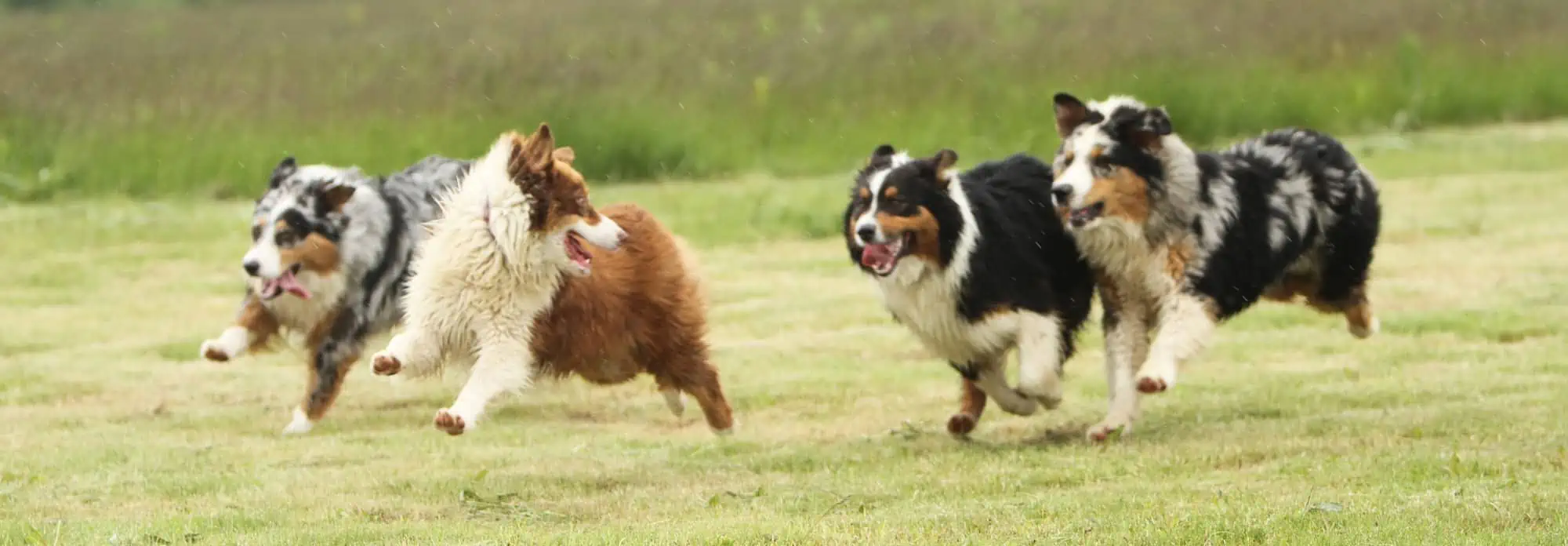 dogs running together in field