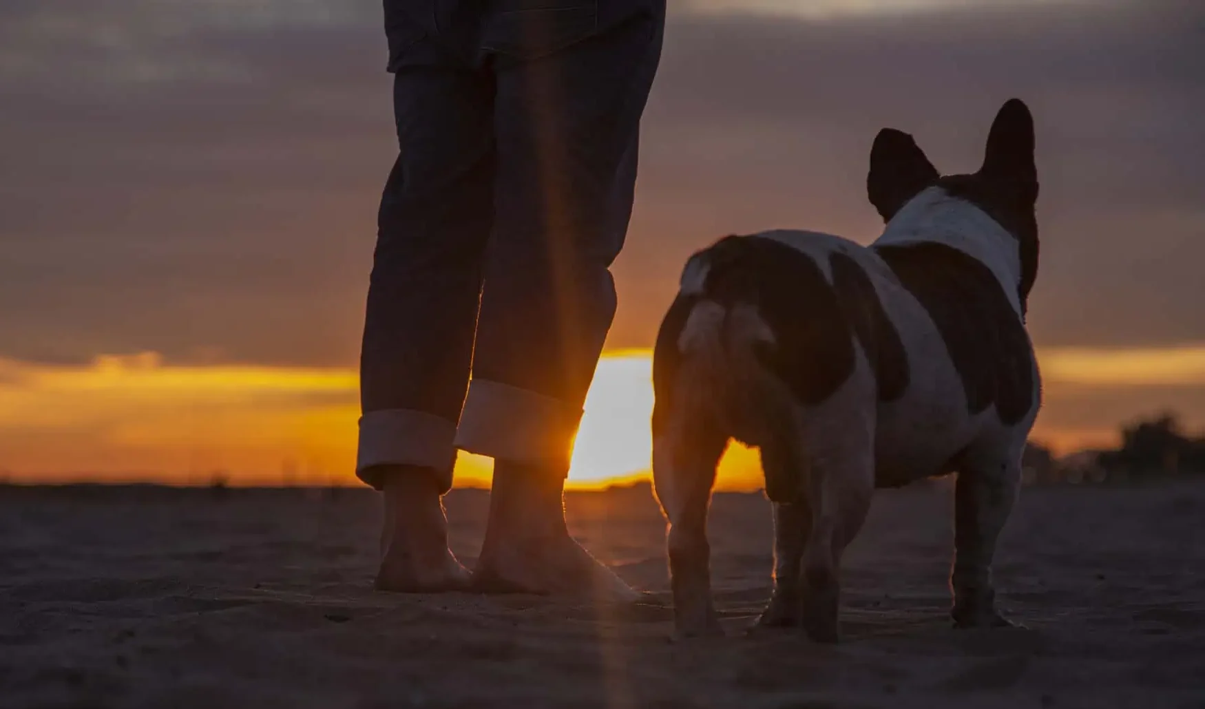 french bulldog on beach facing sunset