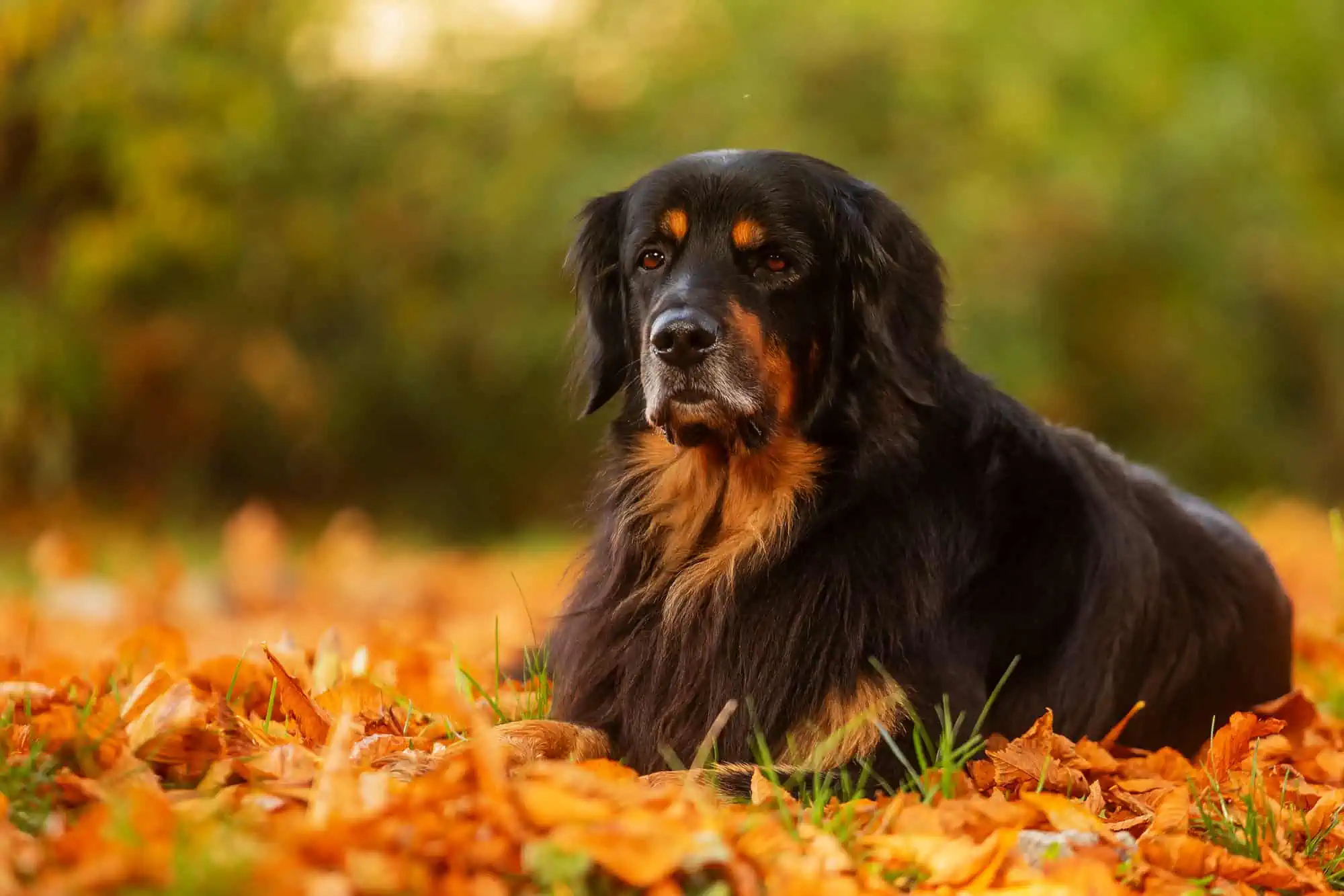 Dog in Leaves