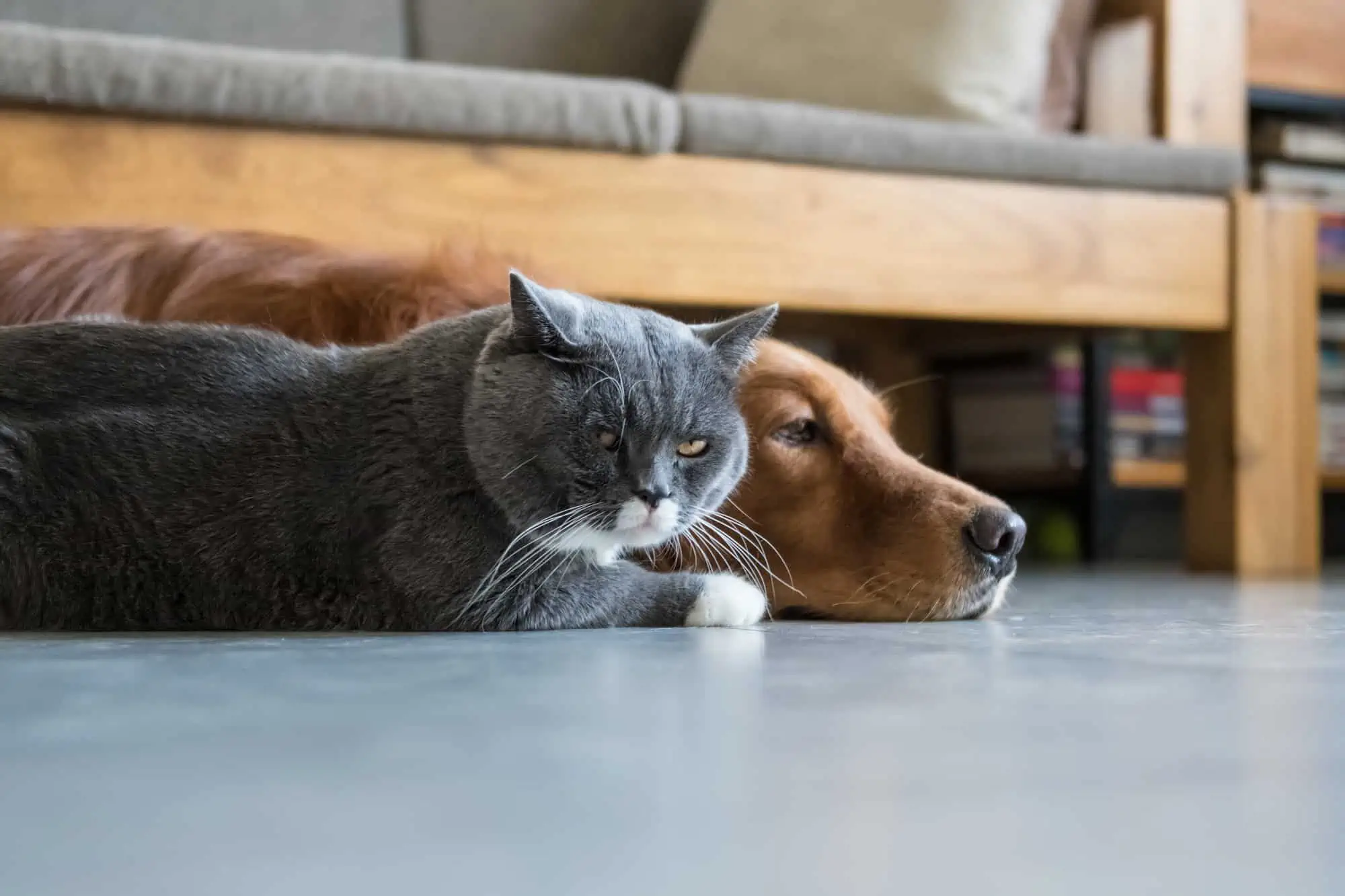 In-Home Pet Euthanasia Dogs and Cats