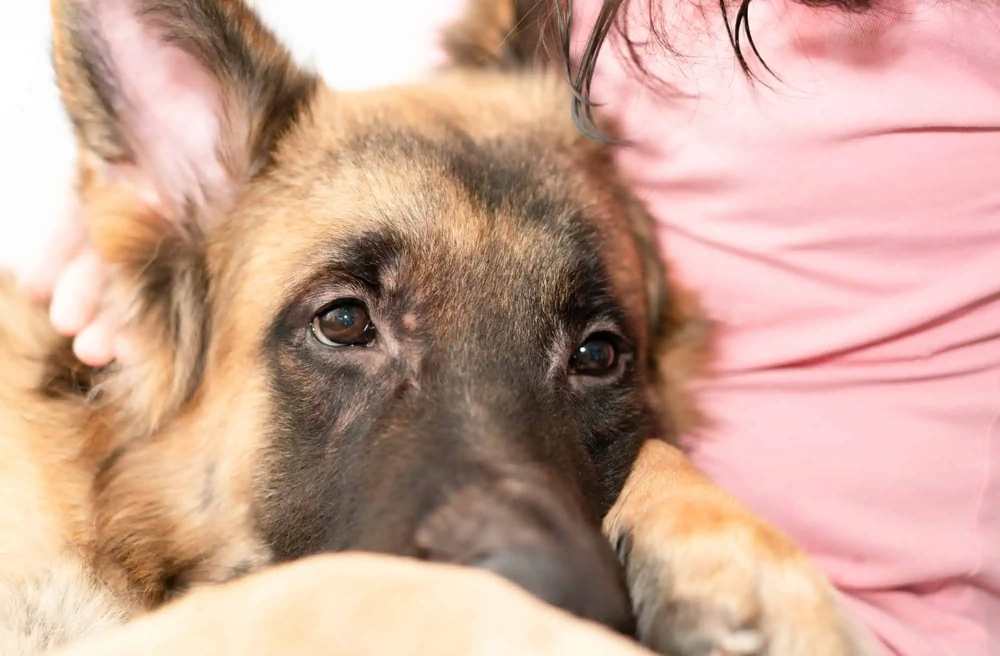 Dog laying in lap