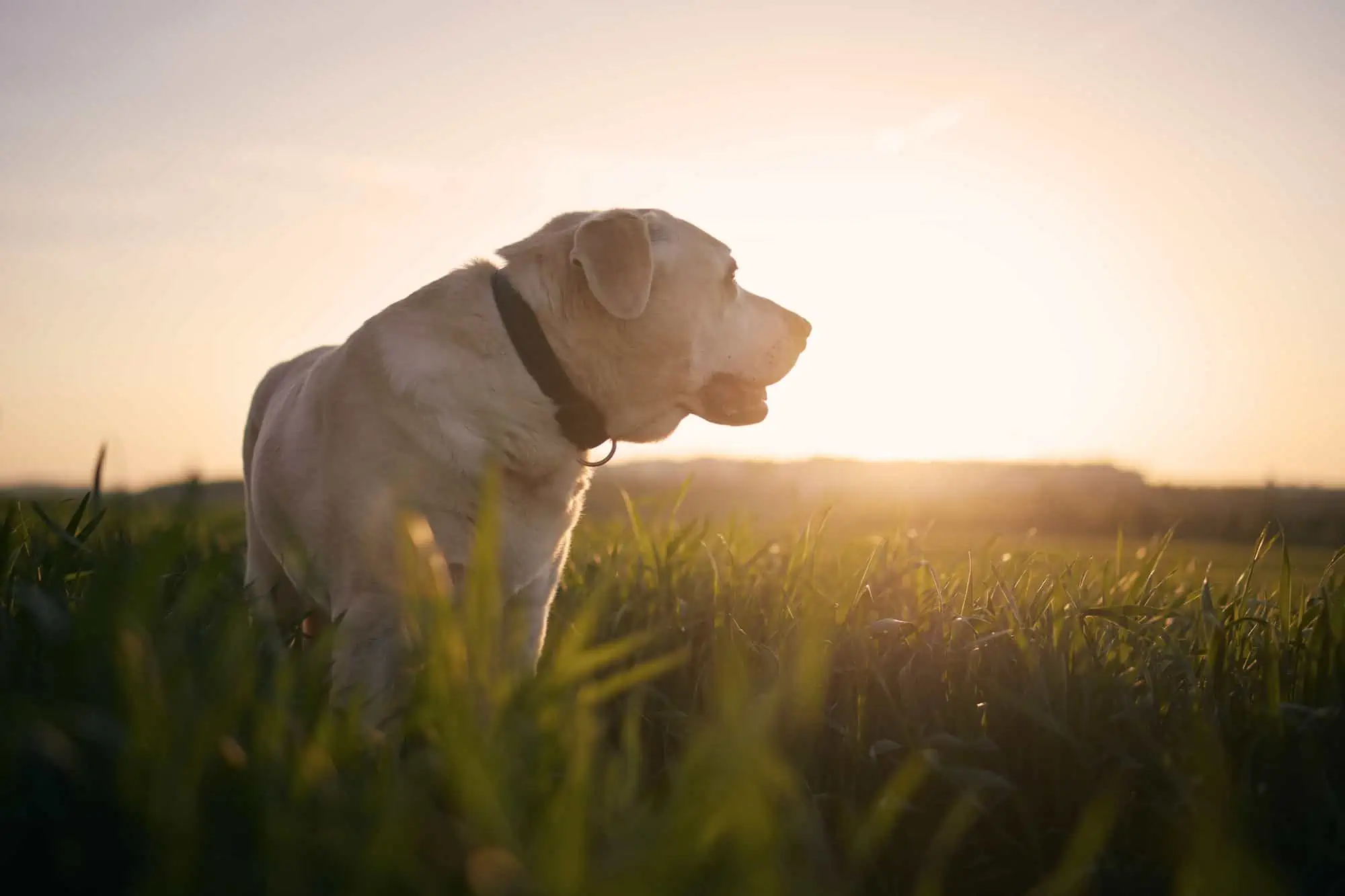 labrador in field