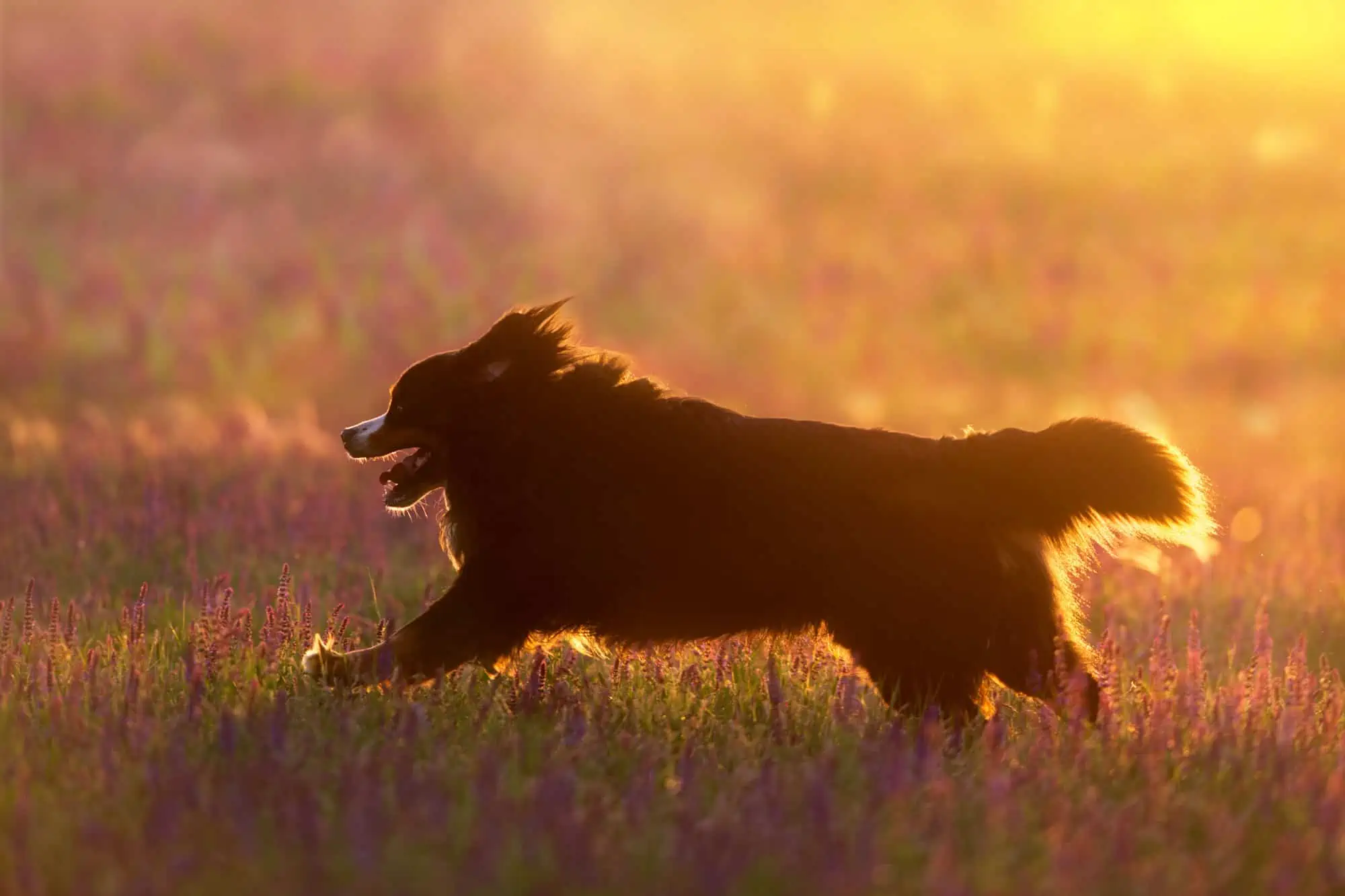 dog running through field with sunshine rays