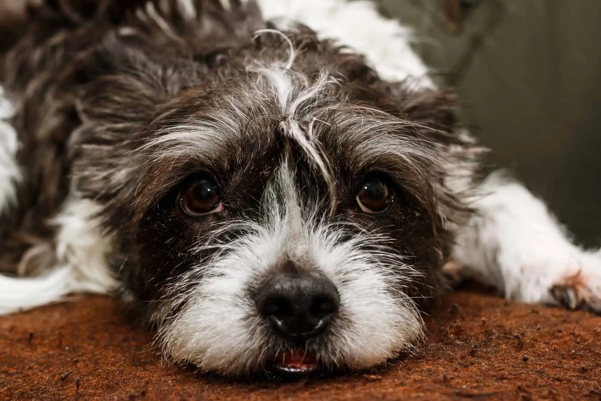 dog laying down