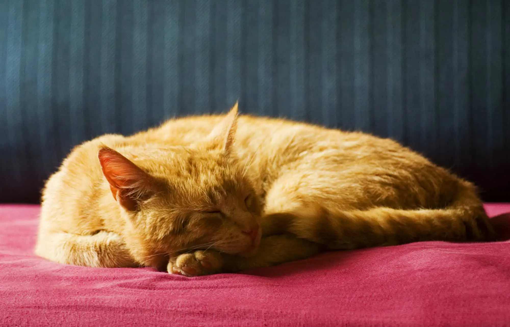 sleeping orange cat